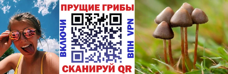 Купить где  Почеп  Псилоцибиновые грибы мицелий 